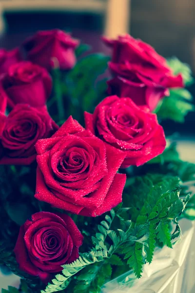 Hermosa rosa roja macro disparo de cerca. Día de San Valentín —  Fotos de Stock