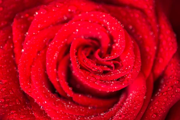 Red roses over valentines day — Stock Photo, Image