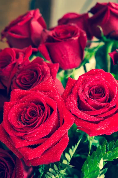 Rosa roja primer plano con gota —  Fotos de Stock