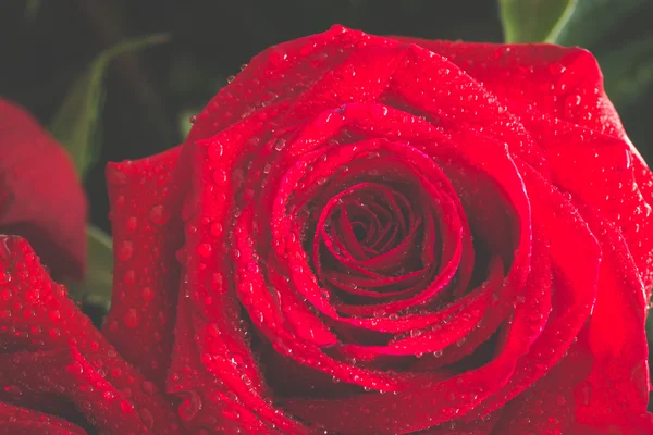 Red roses over valentines day — Stock Photo, Image