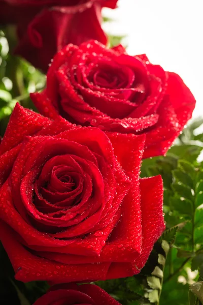 Vermelho rosa closeup com gota — Fotografia de Stock