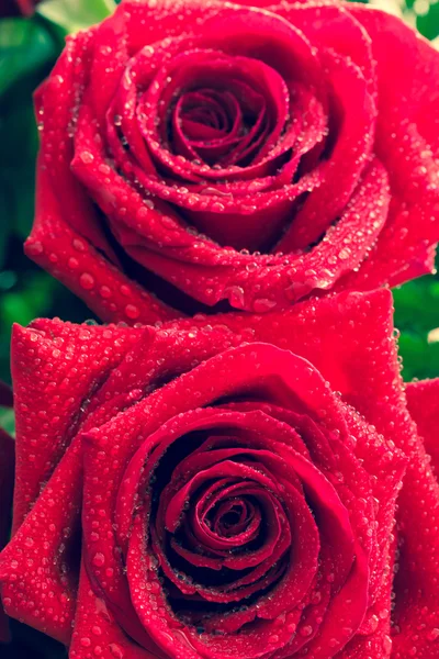 Rosas rojas durante el día de San Valentín —  Fotos de Stock