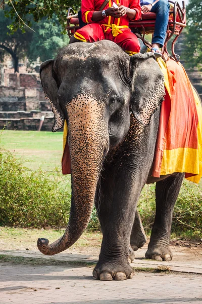 Turisti su un giro elefante intorno al parco in Ayutthaya, Thailandia — Foto Stock