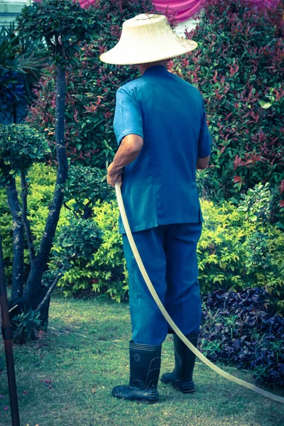 Gardener watering plant. — Stock Photo, Image