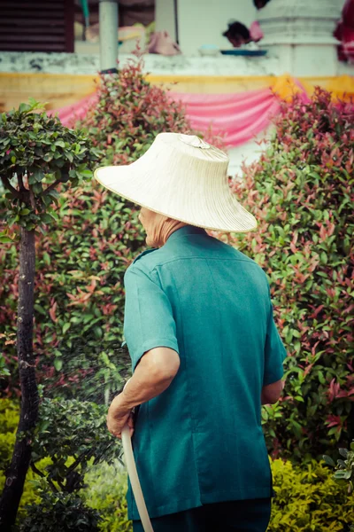 Gardener watering plant. — Stock Photo, Image