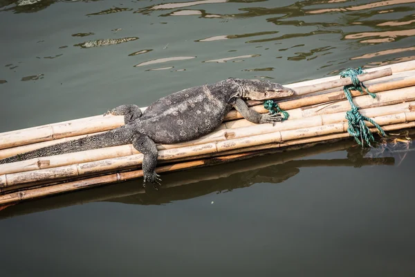 Komodo-Drachen wandern in freier Wildbahn auf der Insel Komodo — Stockfoto