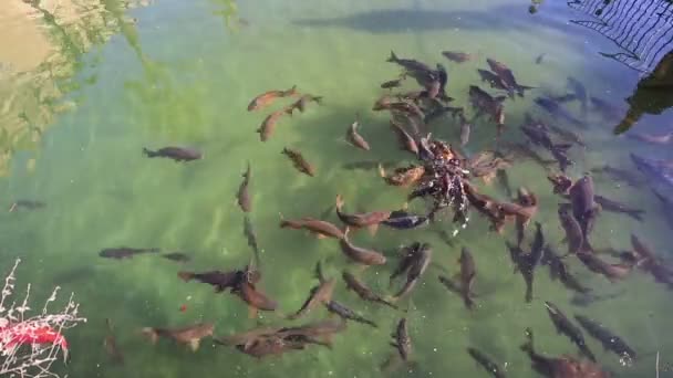 Carpas comuns nadando na água — Vídeo de Stock