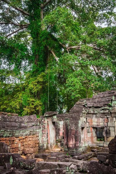 Ruïnes van Pra Khan tempel in Angkor Thom van Kambodja — Stockfoto