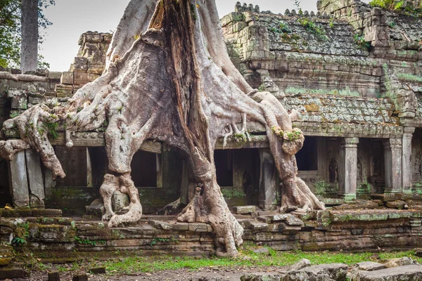 Tree root woekerende delen van oude Preah Khan tempel op angk — Stockfoto