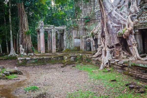 Tree root woekerende delen van oude Preah Khan tempel op angk — Stockfoto