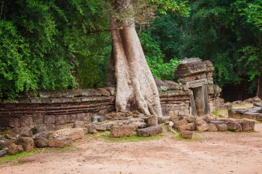 Ta Prohm Tapınak, Angkor, yakın: Siem Reap, Kamboçya