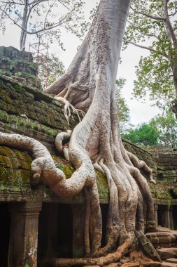 Ta Prohm Tapınak, Angkor, yakın: Siem Reap, Kamboçya