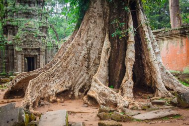 Ta Prohm Tapınak, Angkor, yakın: Siem Reap, Kamboçya