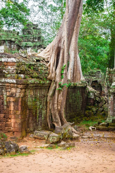 Templo Ta Prohm, Angkor, cerca de Siem Reap, Camboya — Foto de Stock
