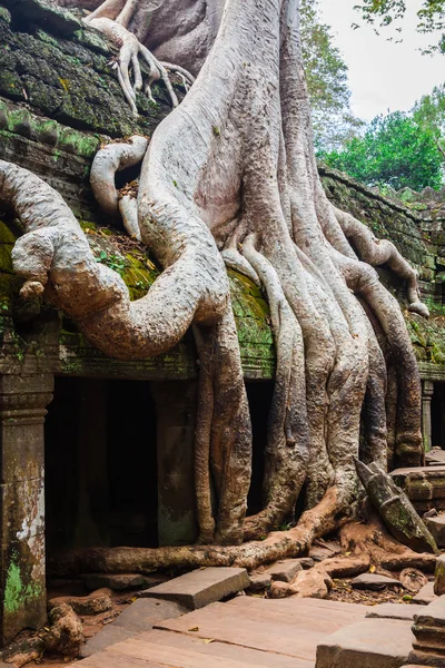 Ta Prohm tempel, Angkor, in de buurt van Siem Reap, Cambodja — Stockfoto