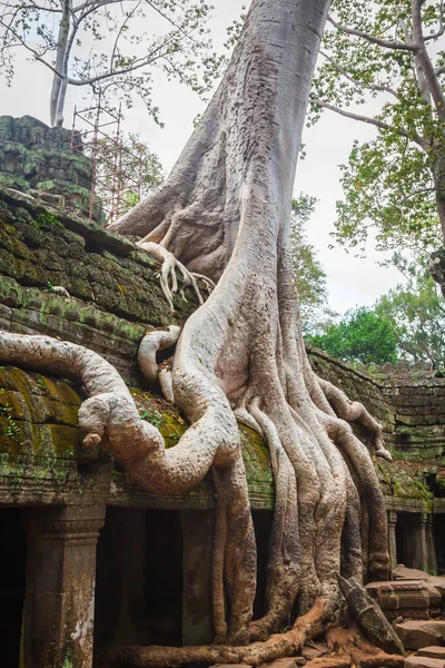 Ta Prohm tempel, Angkor, in de buurt van Siem Reap, Cambodja — Stockfoto