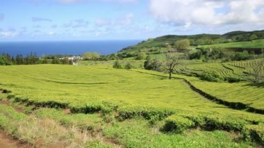 Çay plantasyon Cha Gorreana, Maia, San Miguel, Azores, Portekiz