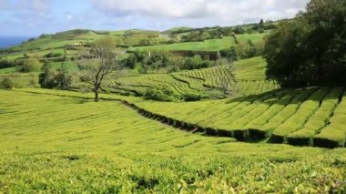 Çay plantasyon Cha Gorreana, Maia, San Miguel, Azores, Portekiz