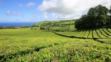 Çay plantasyon Cha Gorreana, Maia, San Miguel, Azores, Portekiz