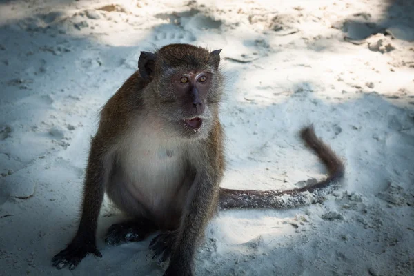 Monkey at the Monkey beach in Koh phi phi island,Thailand — Stock Photo, Image