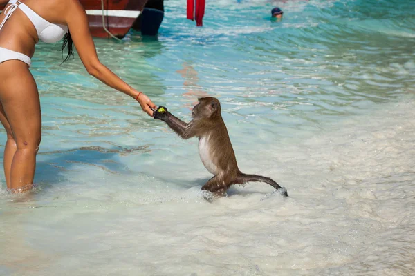 Mono en la playa del mono en la isla de Koh phi phi, Tailandia — Foto de Stock