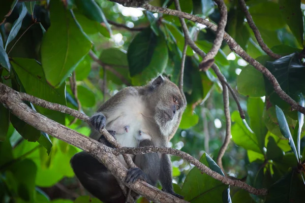 Monkey at the Monkey beach in Koh phi phi island, Thailand — стоковое фото