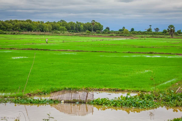Kamboçyalı pirinç tarlaları — Stok fotoğraf