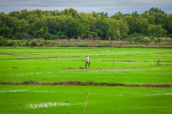 Kamboçyalı pirinç tarlaları — Stok fotoğraf