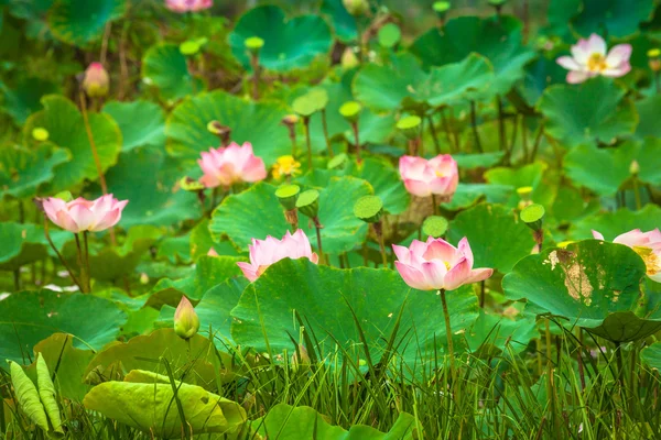 Obrázek lotosového květu na vodě — Stock fotografie