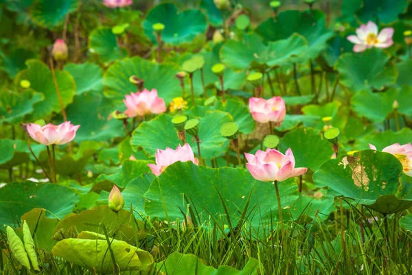 水面に蓮の花のイメージ — ストック写真