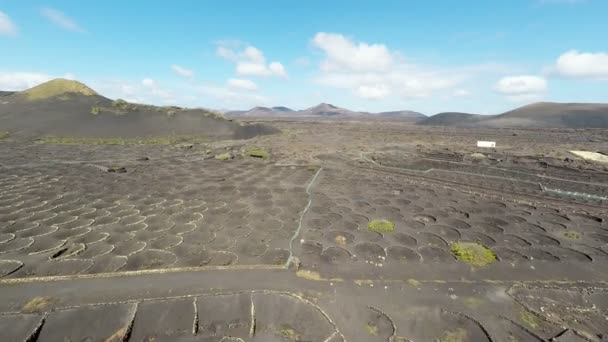 Luftaufnahmen vom La Geria-Weinberg auf schwarzem Vulkanboden auf den Kanarischen Inseln — Stockvideo