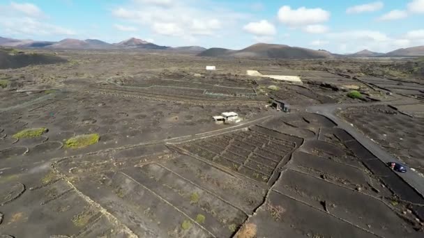 Luftaufnahmen vom La Geria-Weinberg auf schwarzem Vulkanboden auf den Kanarischen Inseln — Stockvideo