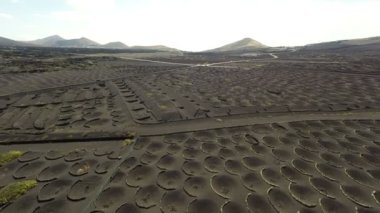Aerial video footage of the La Geria vineyard on black volcanic soil in Lanzarote, Canary Islands