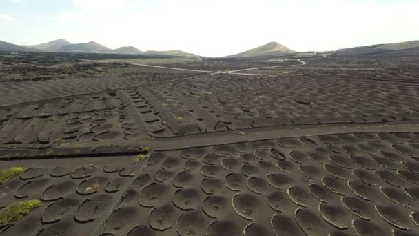 Filmato aereo del vigneto La Geria su terreno vulcanico nero a Lanzarote, Isole Canarie — Video Stock