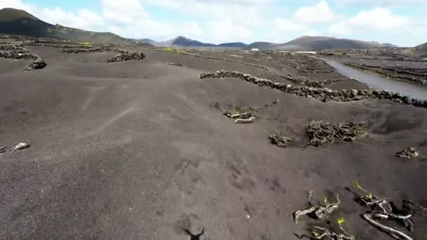 Filmagem aérea do vinhedo de La Geria em solo vulcânico preto em Lanzarote, Ilhas Canárias — Vídeo de Stock