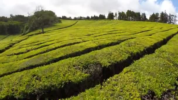 Filmagem aérea plantação de chá — Vídeo de Stock