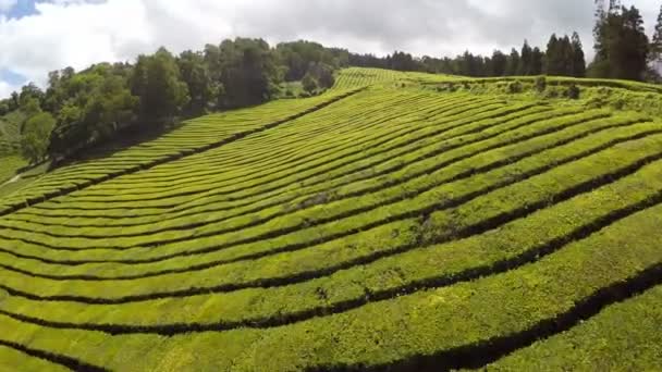 Plantación de té de metraje aéreo — Vídeos de Stock