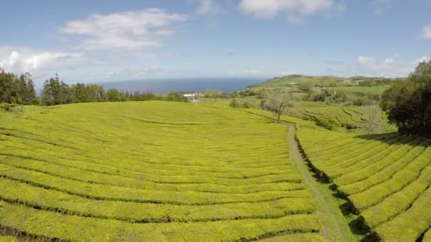 Плантация чая для воздушных съёмок — стоковое видео