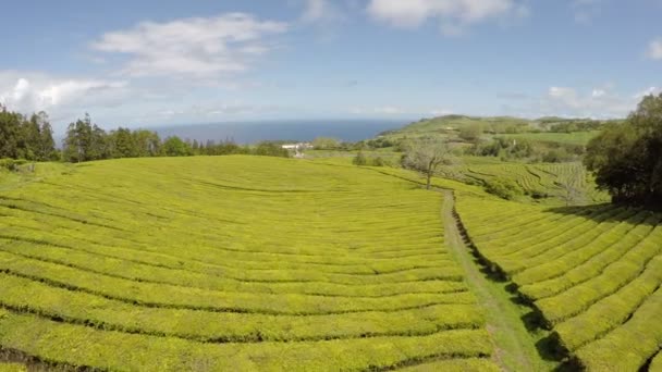 Plantación de té de metraje aéreo — Vídeos de Stock