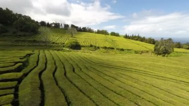 Cha Gorreana, Maia, San Miguel, Azores, Portekiz'de Hava Görüntüleri Çay ekimi