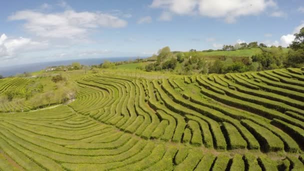 空中映像茶農園 — ストック動画