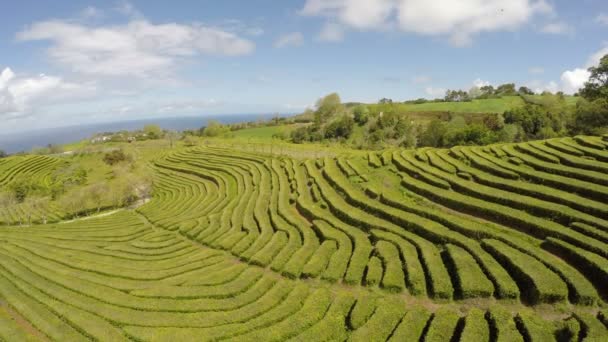 Luchtbeelden Theeplantage — Stockvideo