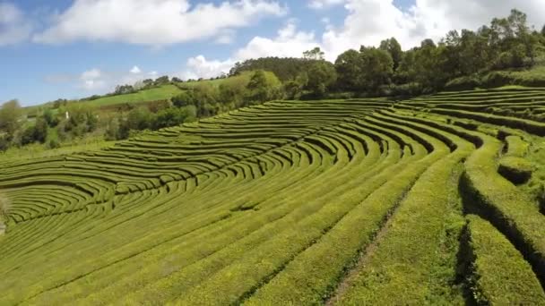 Antenn film Tea Plantation på Cha Gorreana, Maia, San Miguel, Azorerna, Portugal — Stockvideo