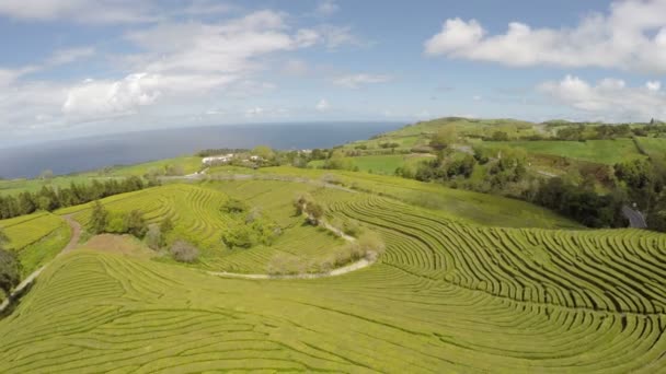 Cha Gorreana, Maia, San Miguel, Azores, Portekiz'de Hava Görüntüleri Çay ekimi — Stok video