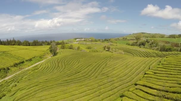 Zdjęcia lotnicze Tea Plantation at Cha Gorreana, Maia, San Miguel, Azory, Portugalia — Wideo stockowe