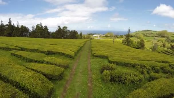 Aerial Footage Tea plantation at Cha Gorreana, Maia, San Miguel, Azores, Portugal — Stock Video