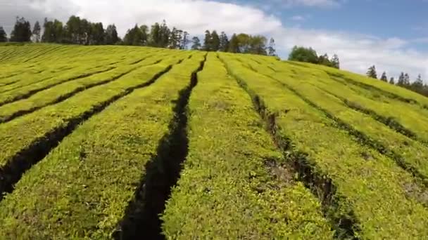 Filmagem aérea Plantação de chá em Cha Gorreana, Maia, San Miguel, Açores, Portugal — Vídeo de Stock