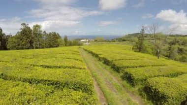 Cha Gorreana, Maia, San Miguel, Azores, Portekiz'de Hava Görüntüleri Çay ekimi