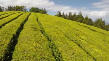 Cha Gorreana, Maia, San Miguel, Azores, Portekiz'de Hava Görüntüleri Çay ekimi