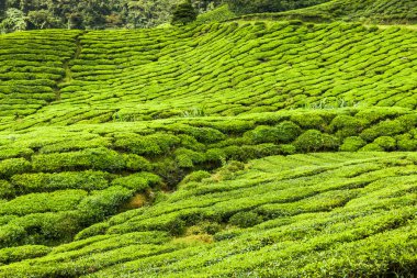 çay tarlaları devlet Kerala, Hindistan